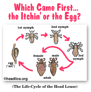 Are Live Lice Eggs Brown