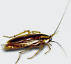 Cockroach