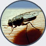 Tsetse fly