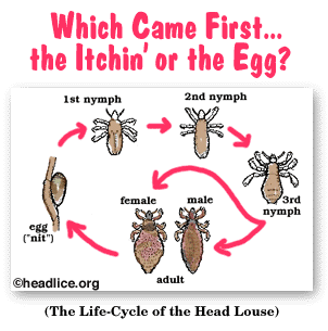 Lousology 101 – Understand louse and