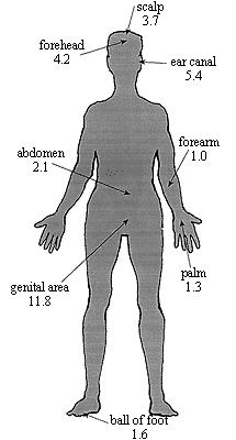 illustration of relative absorption rates for parts of human body