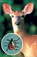Deer and deer tick